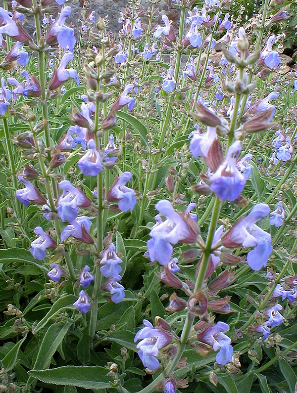 šalvia lekárska (Salvia officinalis)