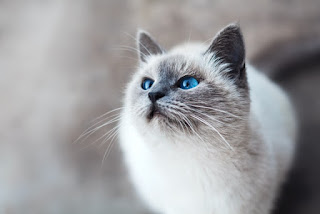 Top 10 Facts About Balinese Cats
