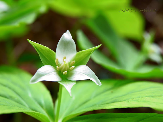 Trillium tschonoskii