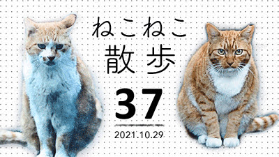 ねこねこ散歩☆MOVIE（37）