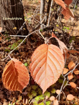 Вишня сахалинская / Вишня Саржента (Cerasus sachalinensis, =Cerasus sargentii)