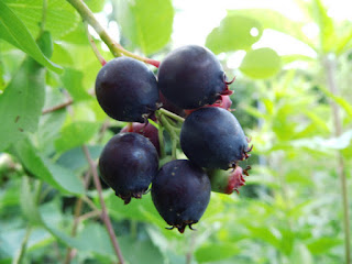 Amelanchier alnifolia 'Pembina'