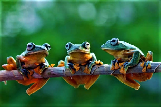 What Is A Group Of Frogs Called