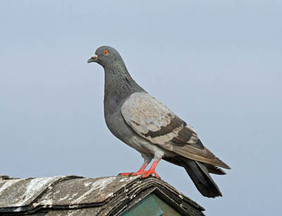 Photo of Rock Pigeon on roof