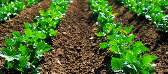 biofertilizers market