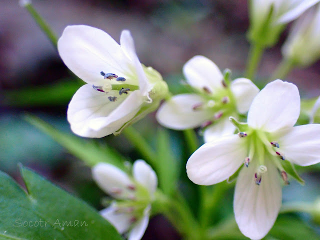 Cardamine anemonoides