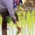 Lebih RM1.53 bilion dibelanjakan bantu pesawah: Ronald