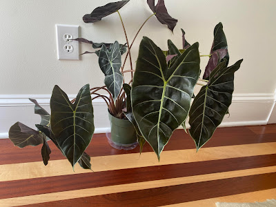 Alocasia Dragon's Tooth care