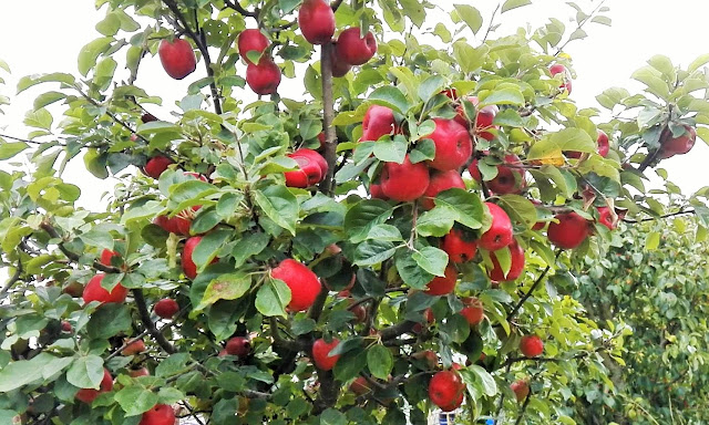 Tout sur le pommier Colapuis (vidéo)