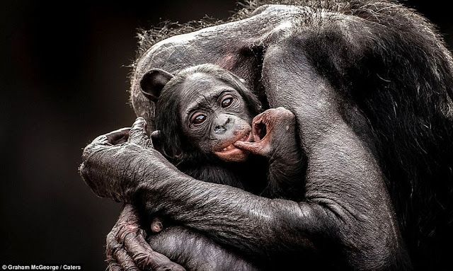 Шимпанзе бонобо