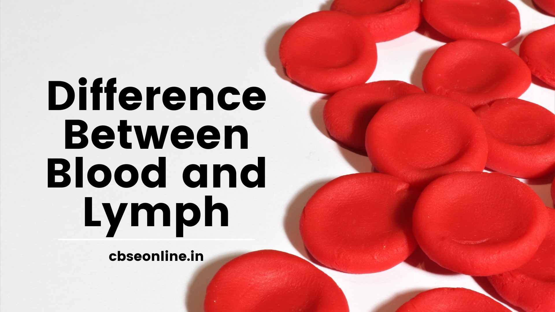 Difference Between Blood and Lymph Class 10 Science