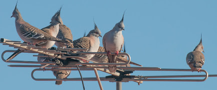 Crested Pigeons