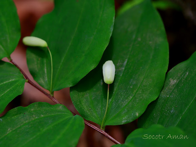 Polygonatum lasianthum