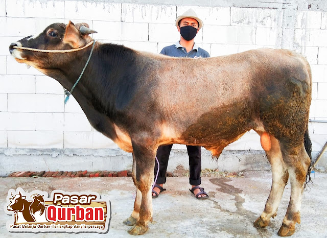 Harga Qurban Sapi 2022 Sidoarjo