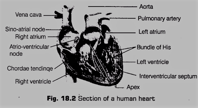 Heart (The Pumping Organ in Vertebrates)