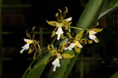 Oncidium manuelariasii - Arias's Oncidium care