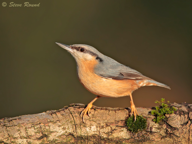 Nuthatch, Sitta europea