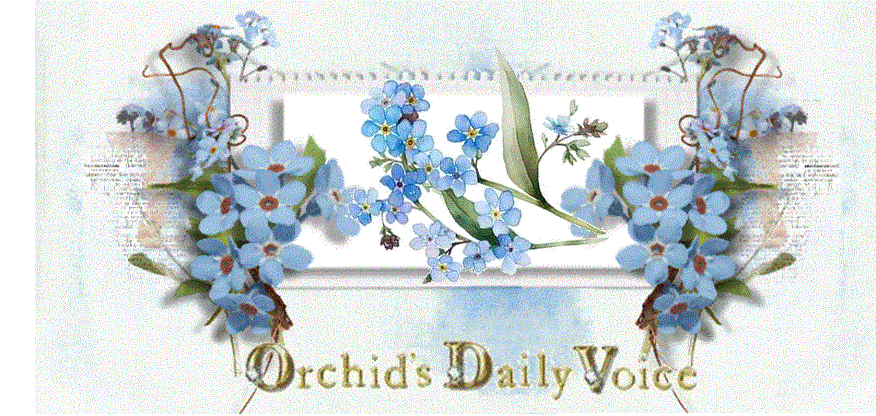 Orchid's Daily Voice (Home Page)