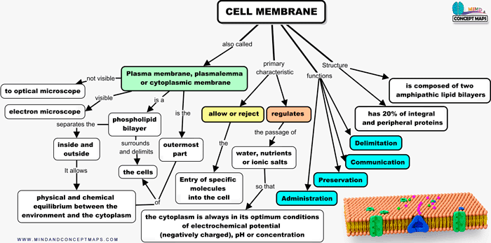 Conceptual map of the cell membrane