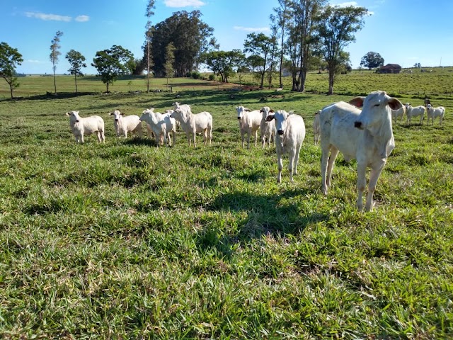 IDR - Paraná incentiva a adoção do sistema Integração Lavoura/Pecuária na bovinocultura de corte em Moreira Sales