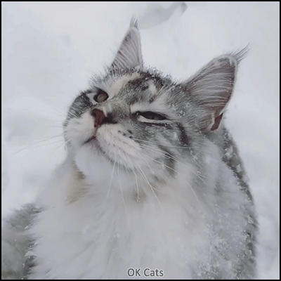 Cool Cat GIF • Gorgeous Maine Coon cat loves winter and snow falling on his head [gif-ok-cats.com]