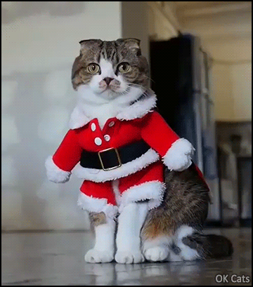 Christmas Cat GIF • Adorable Santa Cat 'Maccha' is ready to deliver many presents for good kitties