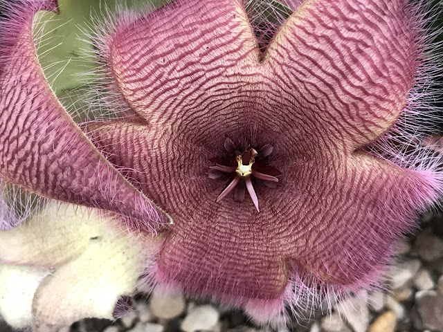 Flor CACTO-ESTRELA - ( Stapelia hirsula )