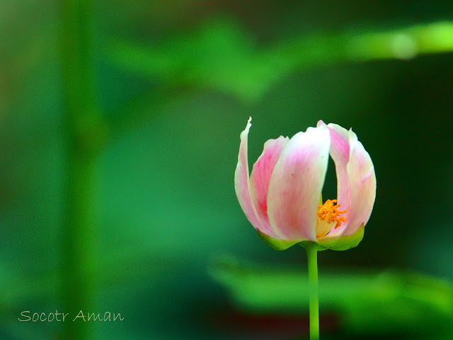 Paeonia obovata