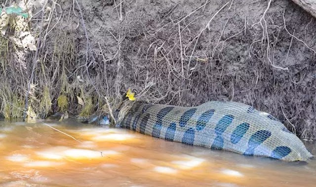 VÍDEO: Sucuri de 6 metros é flagrada boiando em rio após engolir presa em MS