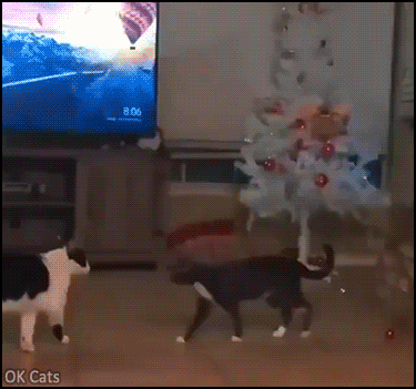 Christmas Cat GIF • This morning my cat killed our white Xmas tree Poor little tree, RIP+