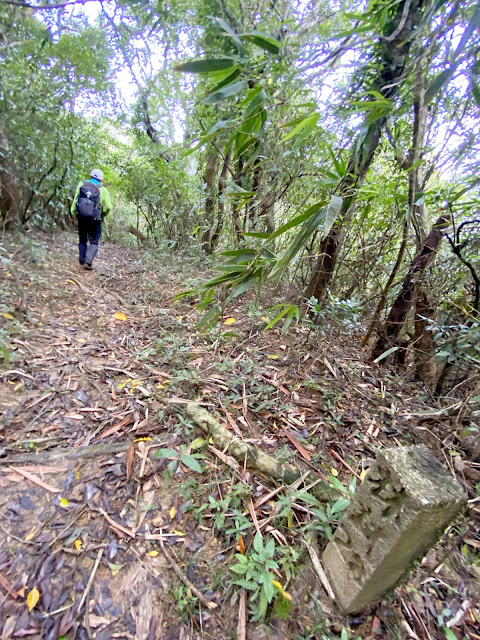 往高士佛山、千年茄苳神木