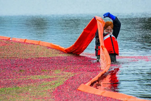 Cover Image Attribute: The Sikh farmers in Richmond, Vancouver yielding to the crop of cranberries. / Source: Anton Bielousov