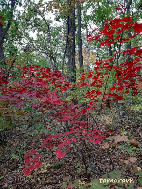 Клён ложнозибольдов (Acer pseudosieboldianum)