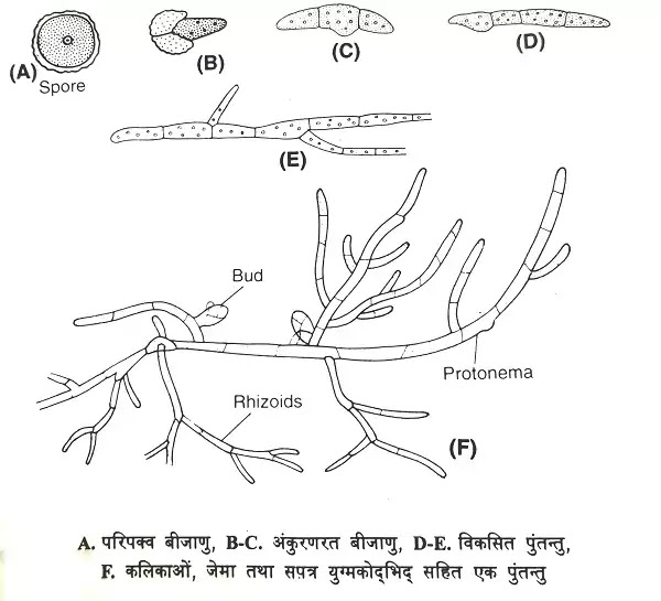 बीजाणु -(Sporophyte) की संरचना, पोषण,अंकुरण,चित्र का वर्णन|hindi