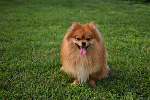 Mini Pomeranian Puppies for Sale in Florida