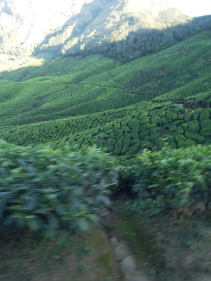 View of the tea gardens in Kolukkumalai