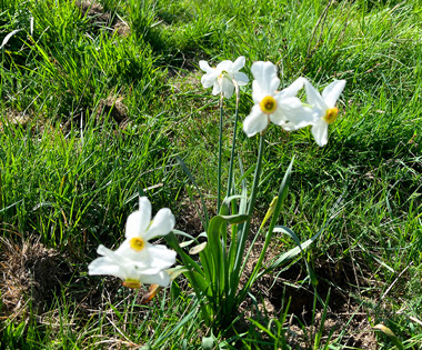 Narcissus poeticus (Narciso dei poeti)