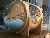 Casetas, juegos y muebles para gatos