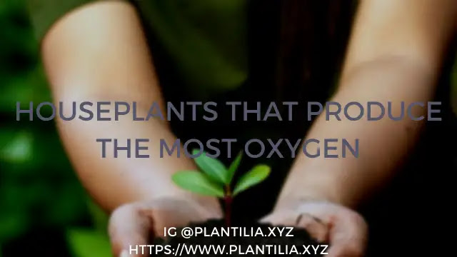 thumbnail- Houseplants That Produce The Most Oxygen And Clean Air-Plantilia