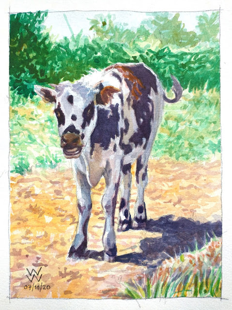 A watercolour of a Normande calf, entitled "Veau," by William Walkington in 2020