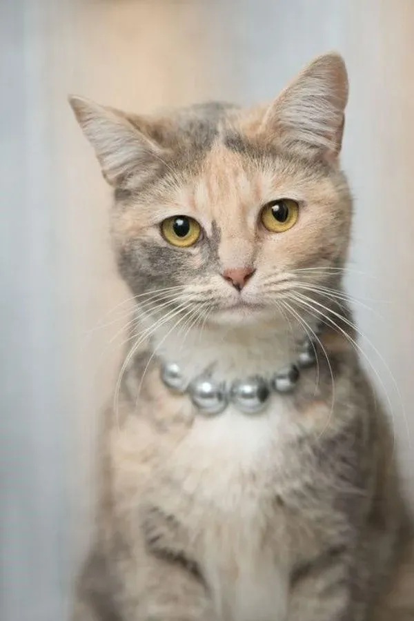 A dilute calico cat wearing a necklace