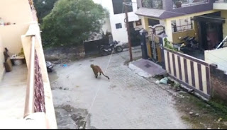 Leopard in Rishikesh awas vikas colony