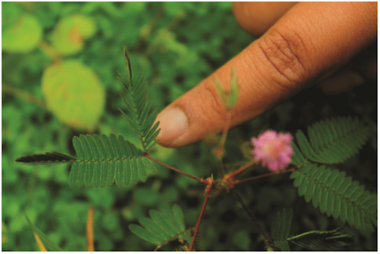 Gambar Tumbuhan Putri Malu (Mimosa pudica)