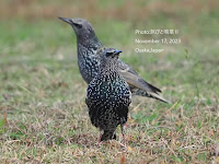 ホシムクドリ Common Starling