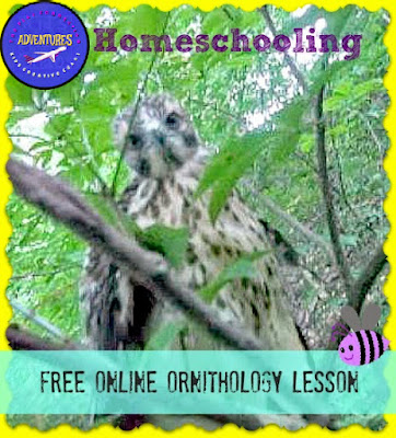 Ornithology Indiana Birds homeschool nature study lesson