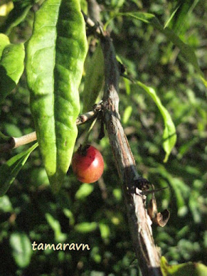 Принсепия китайская / Плоскосемянник китайский (Prinsepia sinensis, =Plagiospermum sinense)