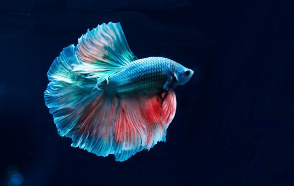 Betta Fish