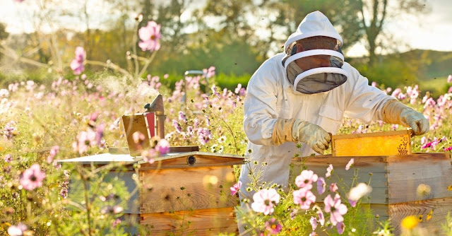 jardín favorable para las abejas