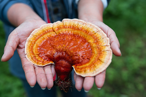  What Reishi Mushrooms Do? | Reishi mushroom supply | Mushroom online shop