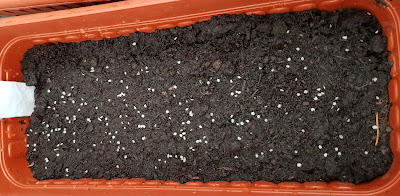 Homemade Potting Soil Mix, 20% Cocopeat, 20% Vermicompost